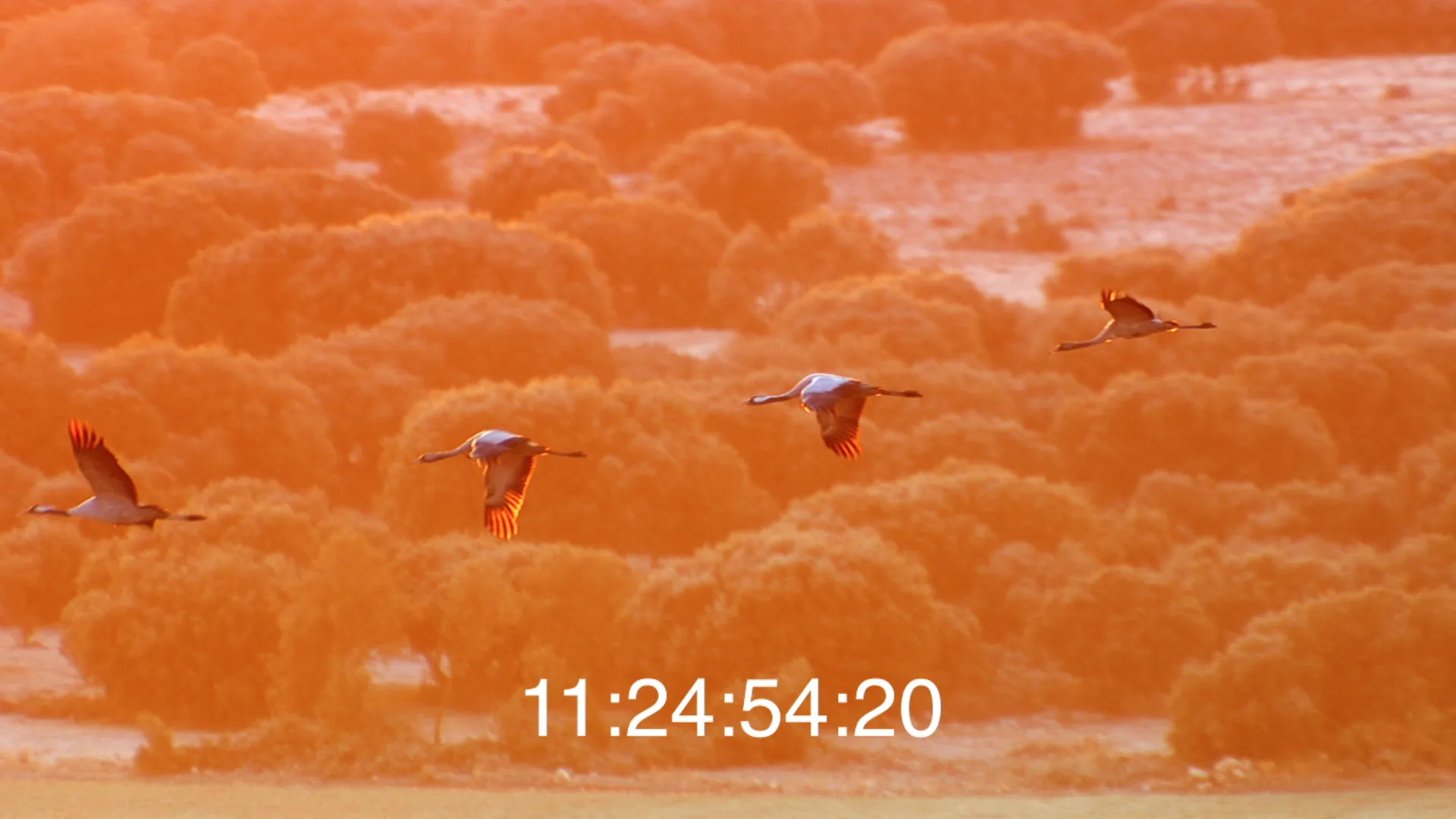 Film still: Zugvögel